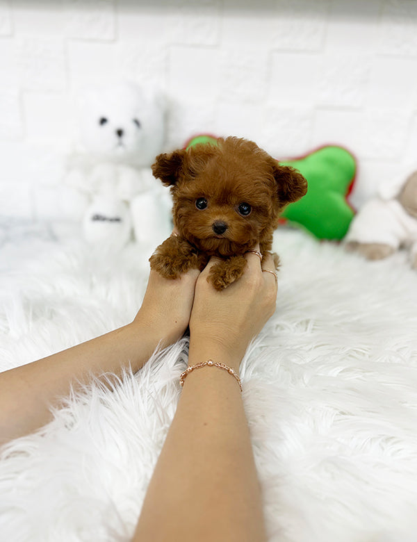 Teacup Toy poodle- lumi