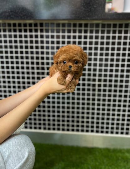 Teacup Redpoodle- Coffe - I LOVE DOG MAIN