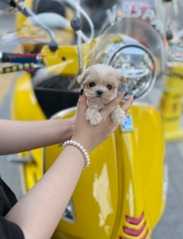 Tea cup Maltipoo-Mingki - I LOVE DOG MAIN