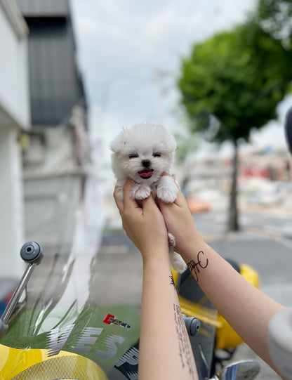 Tea cup Maltese-Lili - I LOVE DOG MAIN