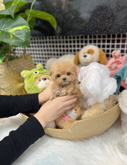 Tea cup maltipoo-Remi - I LOVE DOG MAIN