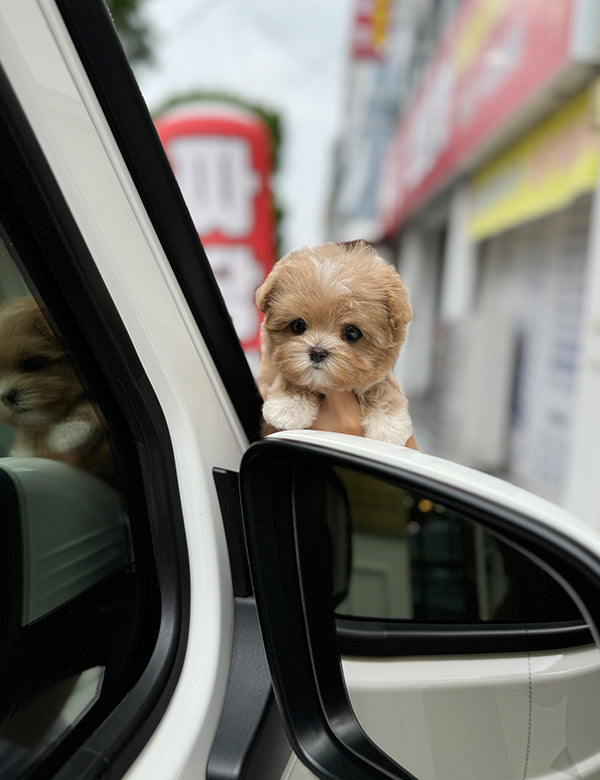 Teacup Maltipoo- Connie