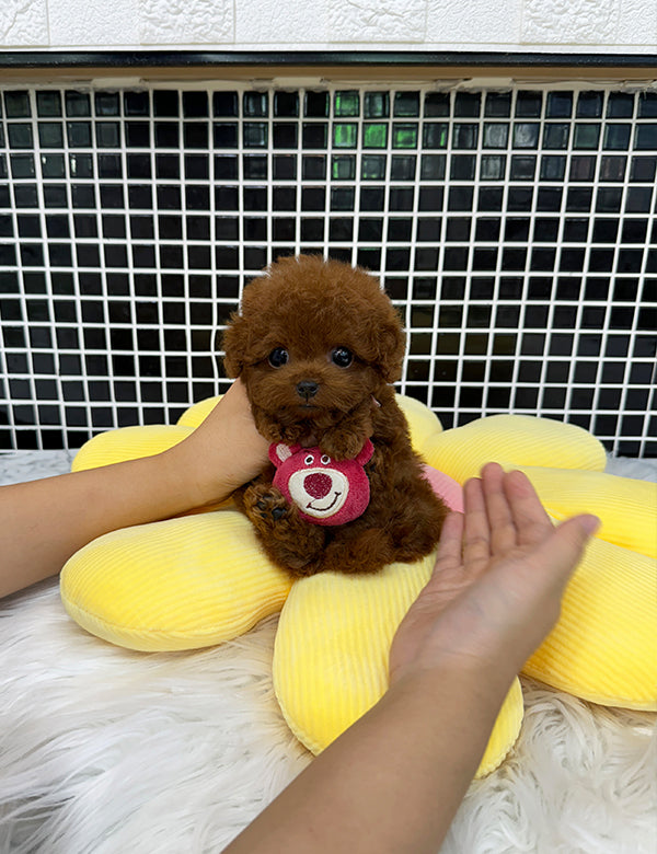 Teacup Redpoodle- Luti