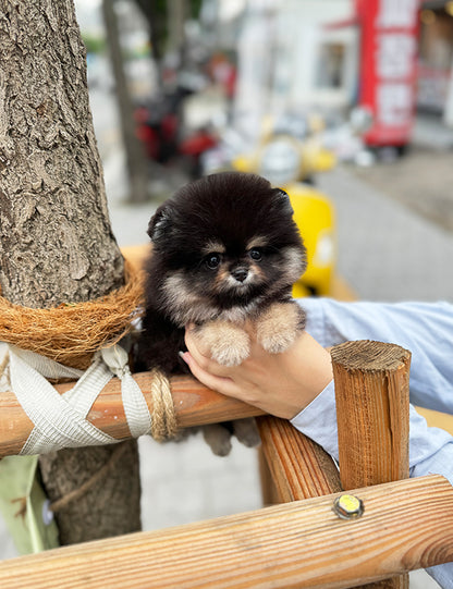 Teacup Blacktan pomeranian- Dongyi