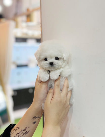 Tea cup Bichonfrise-Cream - I LOVE DOG MAIN