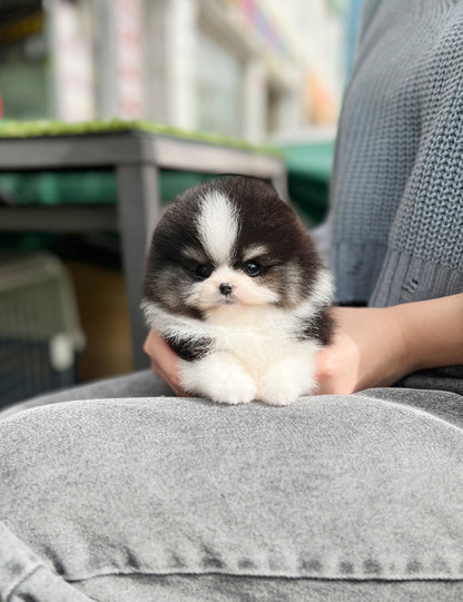 Teacup Pomeranian- Pani - I LOVE DOG MAIN