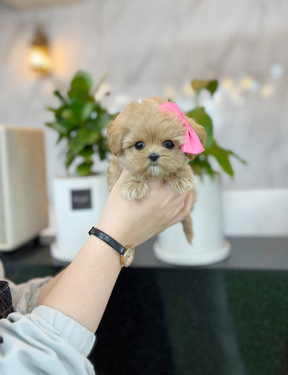 Tea cup Maltipoo- Colby - I LOVE DOG MAIN