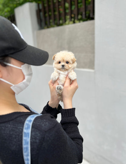 Tea cup maltipoo -Wendy - I LOVE DOG MAIN