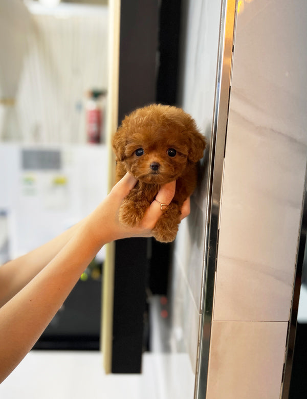 Teacup Redpoodle- Hena - I LOVE DOG MAIN