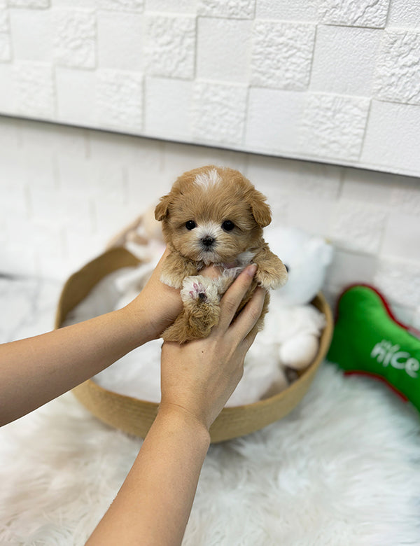 Teacup maltipoo -Wooming