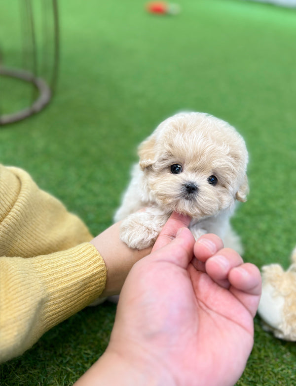 Tea cup Maltipoo- Haribo - I LOVE DOG MAIN