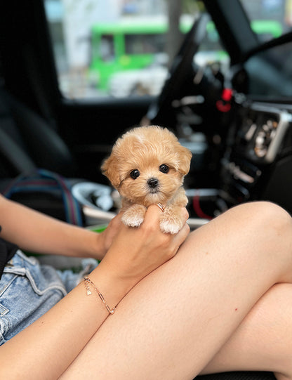 Teacup Maltipoo- Chacha