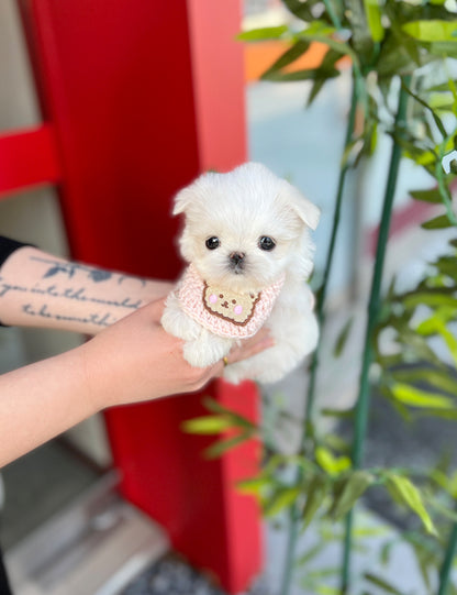 Tea cup Maltese-Hey - I LOVE DOG MAIN