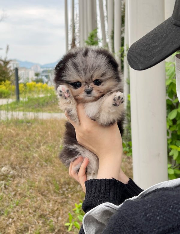 Teacup Pomeranian- Shuki - I LOVE DOG MAIN