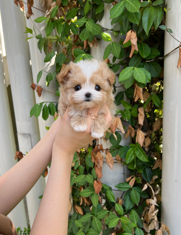 Tea cup Maltipoo-Nero - I LOVE DOG MAIN