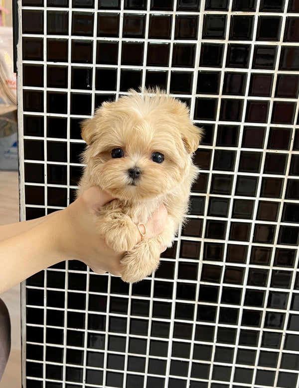 Tea cup Maltipoo-Pico - I LOVE DOG MAIN