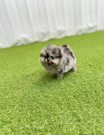 Teacup Bluemul pomeranian- Oreo