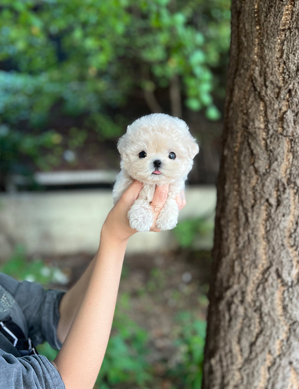 Tea cup Maltipoo- Juju - I LOVE DOG MAIN