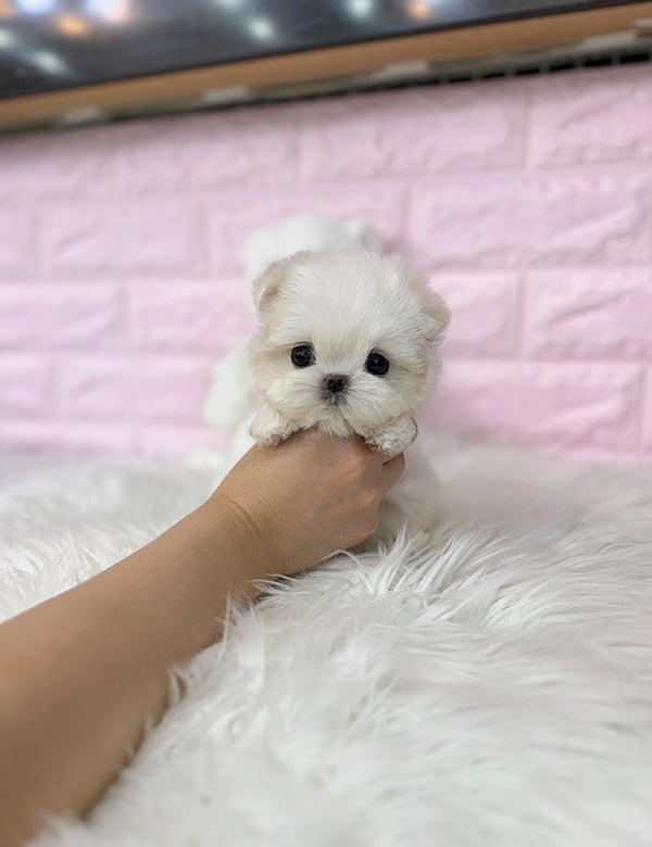 Teacup Maltese- Suga