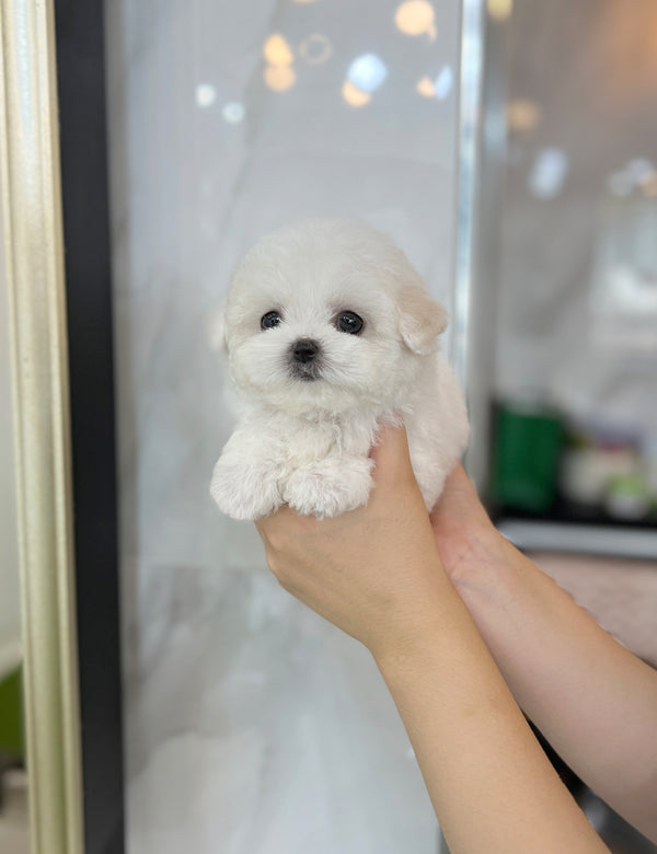 Tea cup Bichonfrise -Vanilla - I LOVE DOG MAIN