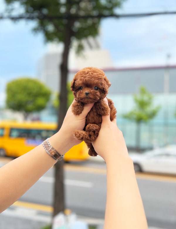 Tea cup poodle-Coco - I LOVE DOG MAIN