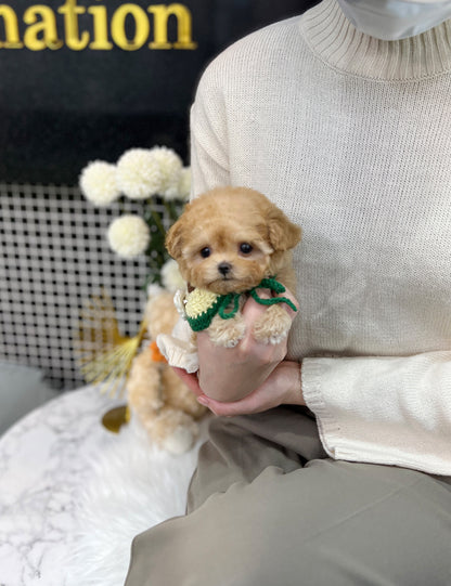 Tea cup maltipoo-Rubi - I LOVE DOG MAIN