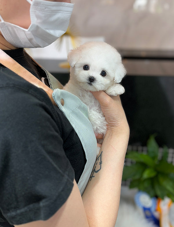 Teacup bichonfrise -Rora