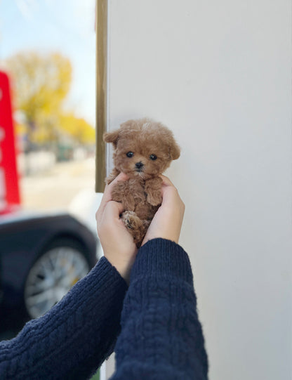 Tea cup Maltipoo-Mino - I LOVE DOG MAIN