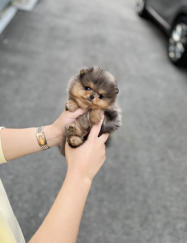 Tea cup Pomeranian- Lilac - I LOVE DOG MAIN