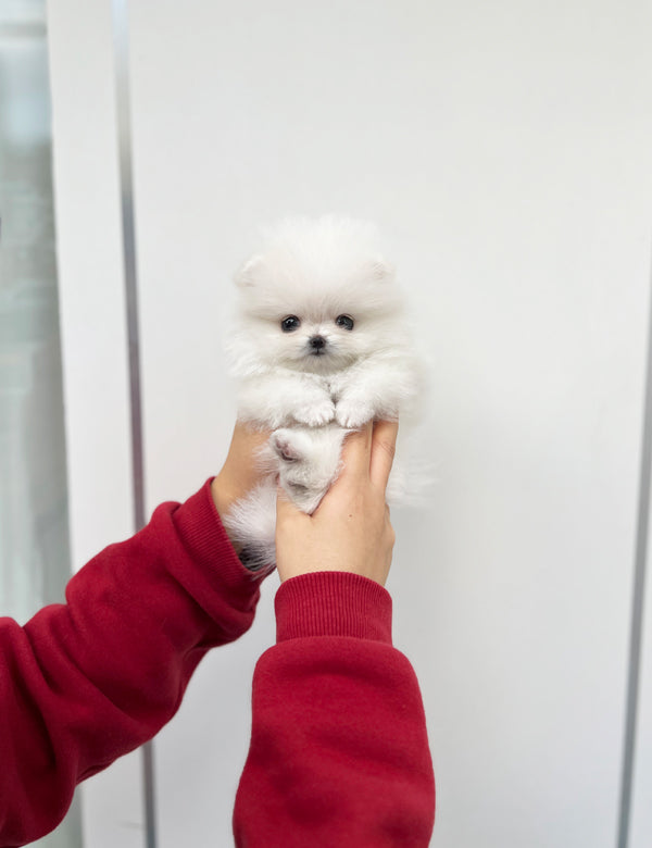 Tea cup Pomeranian-mya - I LOVE DOG MAIN