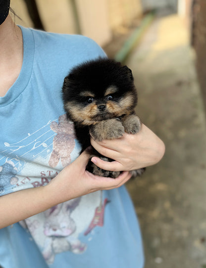 Teacup Blacktan pomeranian- jojo