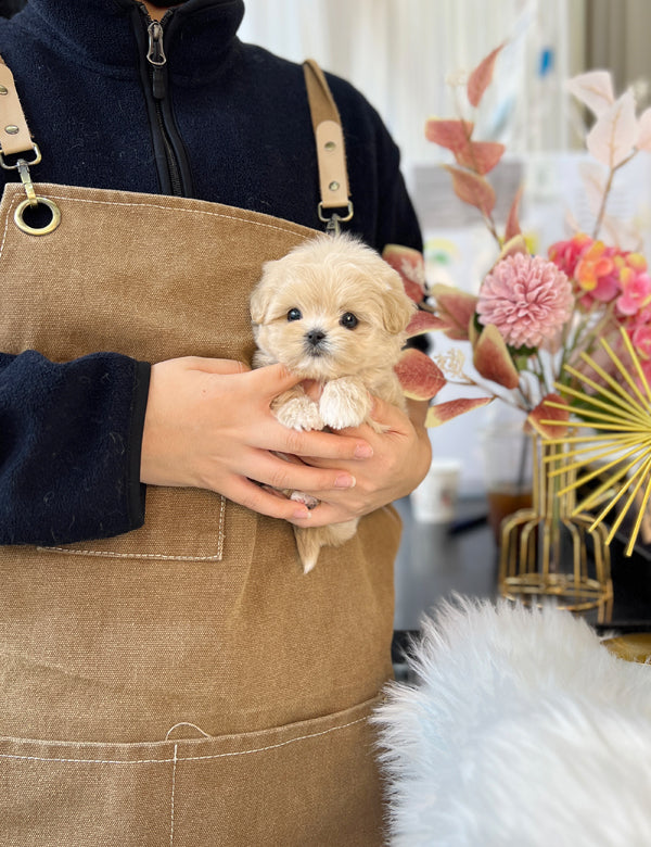 Tea cup Maltipoo-Kuromi - I LOVE DOG MAIN