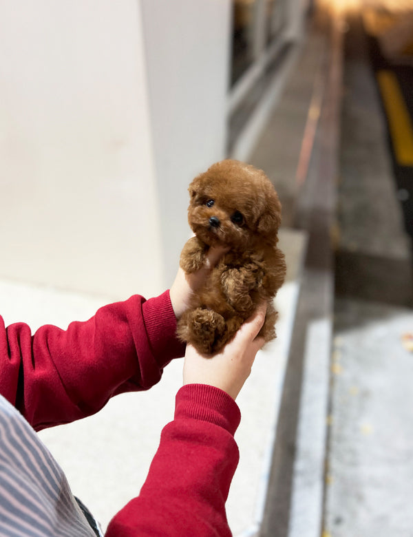 Tea cup poodle-Doldol - I LOVE DOG MAIN