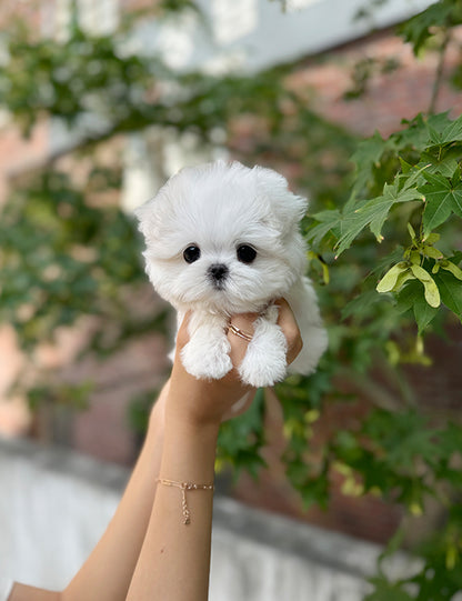 Teacup Maltese-Roa