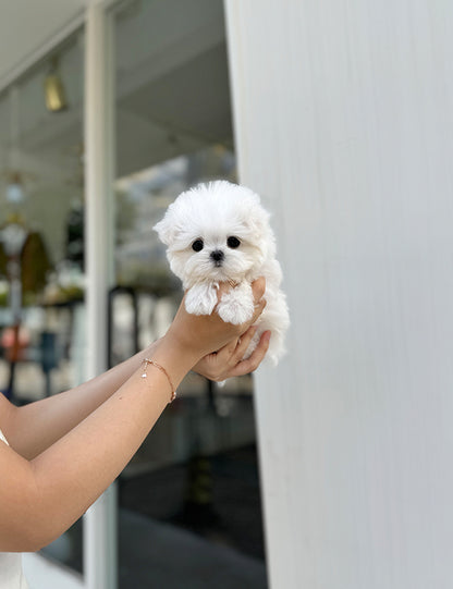 Teacup Maltese-Roa