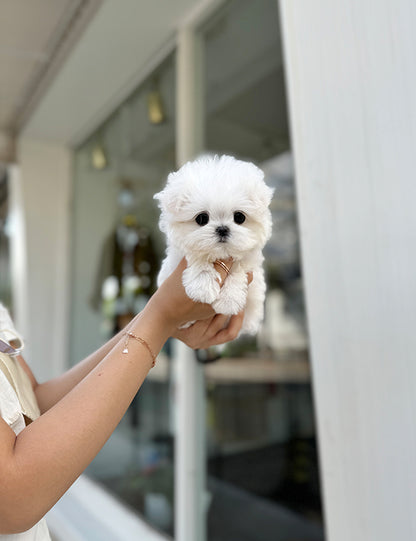 Teacup Maltese-Roa