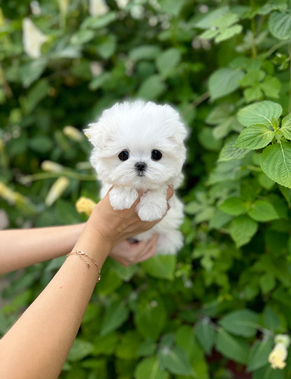 Teacup Maltese-Roa