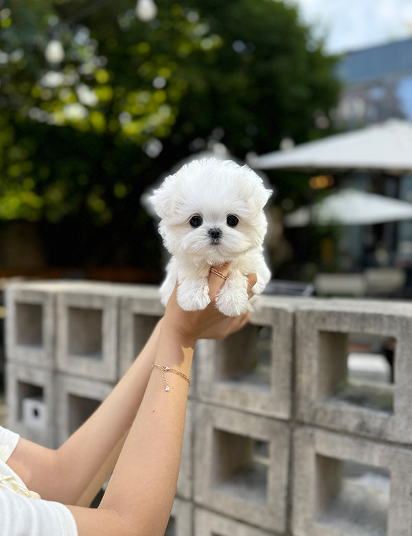 Teacup Maltese-Roa