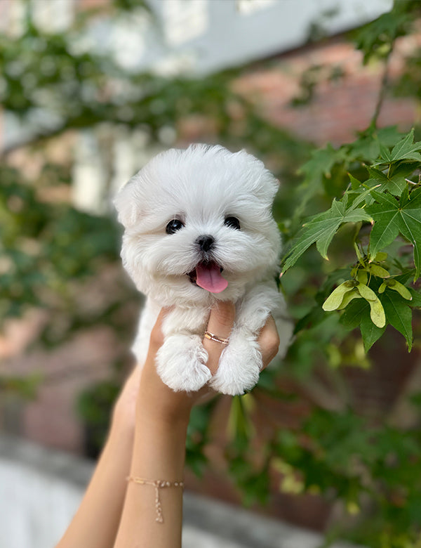 Teacup Maltese-Roa