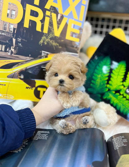 Tea cup maltipoo-Dalong - I LOVE DOG MAIN