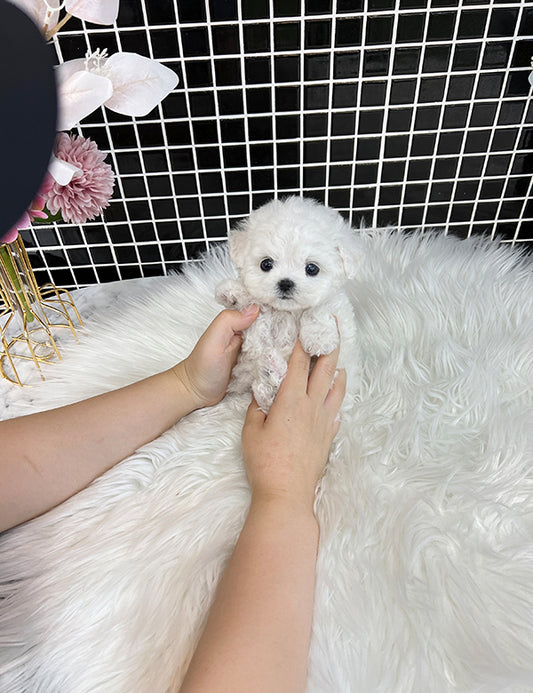 Tea cup Bichonfrise -Milky - I LOVE DOG MAIN