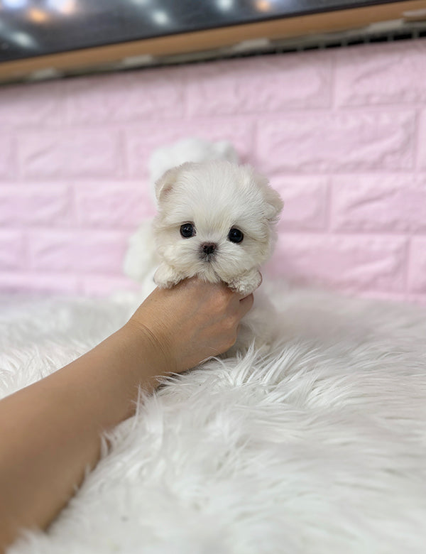 Teacup Maltese- Suga