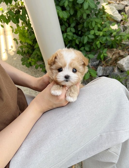 Tea cup Maltipoo-Nero - I LOVE DOG MAIN