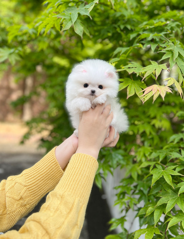 Tea cup Pomeranian-Dasom - I LOVE DOG MAIN