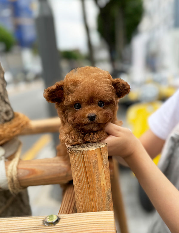 Teacup Toy poodle- lumi