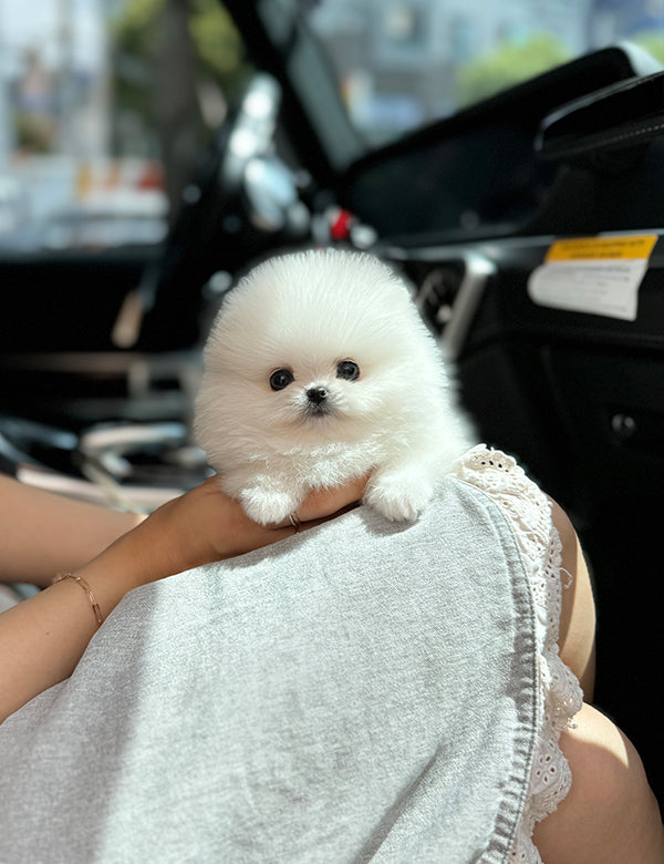 Teacup pomeranian- Songyi