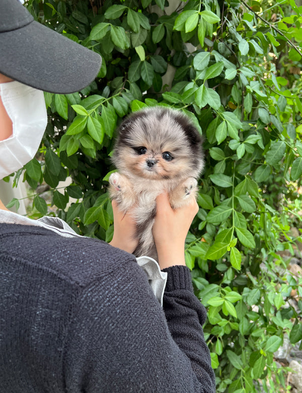 Teacup Pomeranian- Shuki - I LOVE DOG MAIN