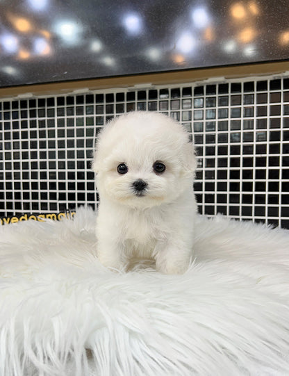 Teacup Bichonfrise -Bicky - I LOVE DOG MAIN