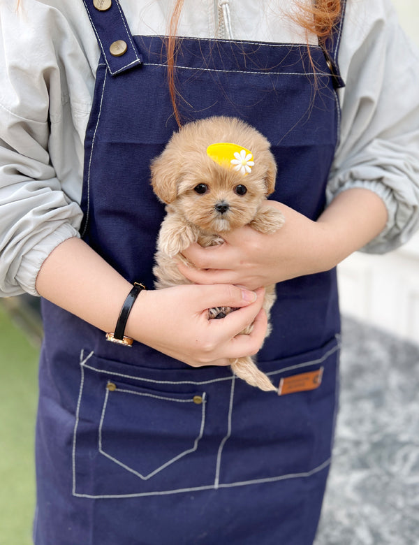 Tea cup Maltipoo- Colby - I LOVE DOG MAIN