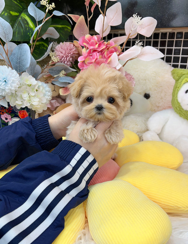 Tea cup Maltipoo- bibi - I LOVE DOG MAIN